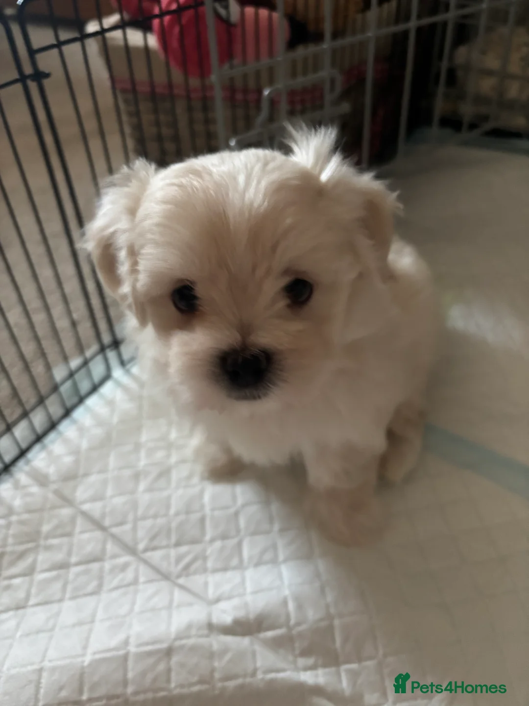 Maltipoo dogs for sale: Maltipoo - Advert 24