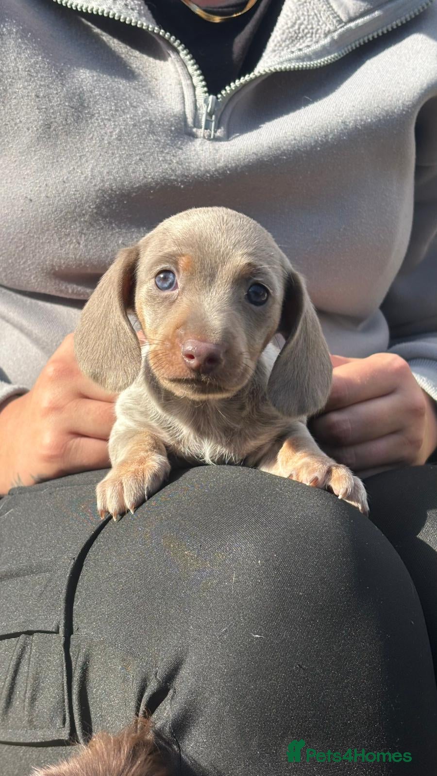 Miniature Dachshund dogs Stunning miniature dachshunds - Advert 8