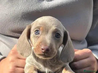 Miniature Dachshund dogs Stunning miniature dachshunds - Advert 8