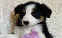 Border Collie dogs for sale: KC Reg Border Collies Puppies Health Tested Lines - Image 5
