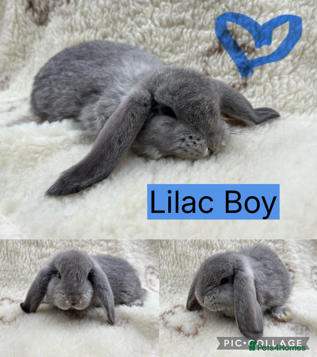 French Lop rabbits for sale: Stunning Purebred French Lop babies  - Image 1