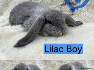 French Lop rabbits for sale - Advert 1
