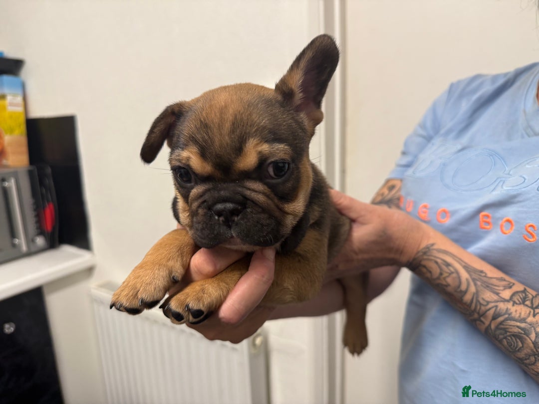 French Bulldog dogs for sale: Stunning French bulldog puppies - Advert 2