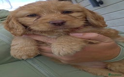 Cockapoo dogs for sale: Cockapoo puppys for sale - Image 17