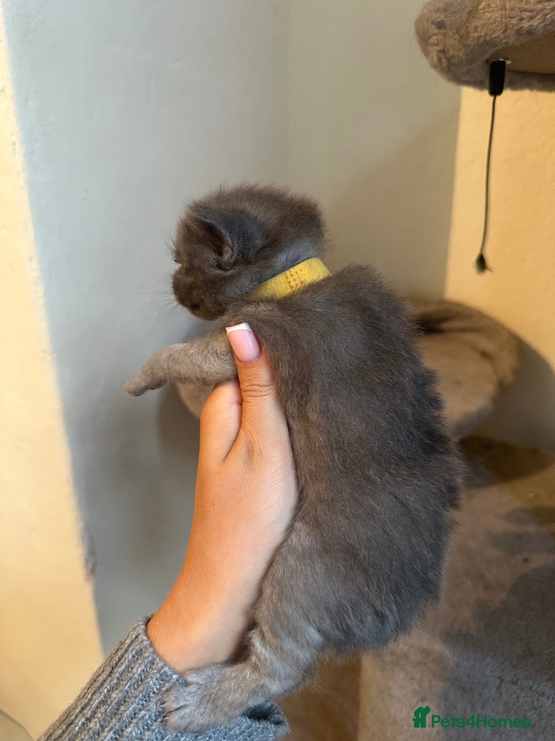 Ragdoll cats for sale: 7 ragdol mix kittens for sale - Image 2