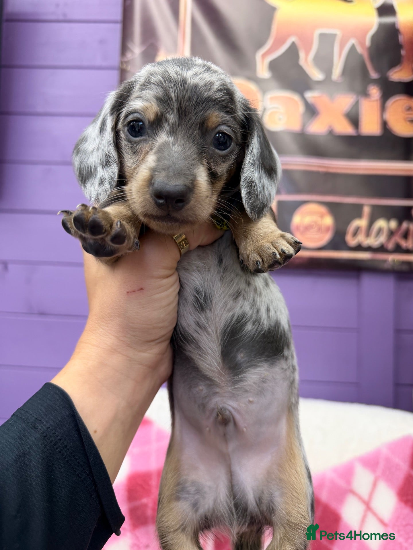 Miniature Dachshund dogs 3 adorable miniature dachshund boys available  - Advert 1