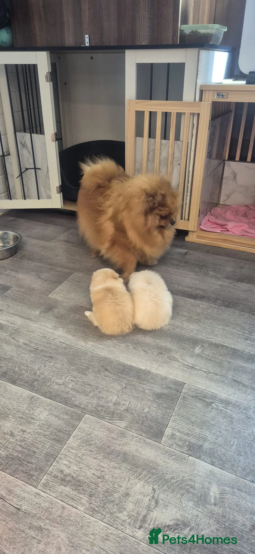 Pomeranian dogs for sale: Pomeranian mini 2 boy  - Advert 2