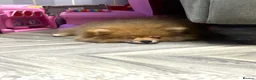 Pomeranian dogs for sale: Beau - Beau Kc Russian tiny Pomeranian  - Advert 6