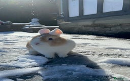 Netherland Dwarf rabbits for sale: Nertherland Dwarf/Dutch Rabbit - Read Description  - Image 2