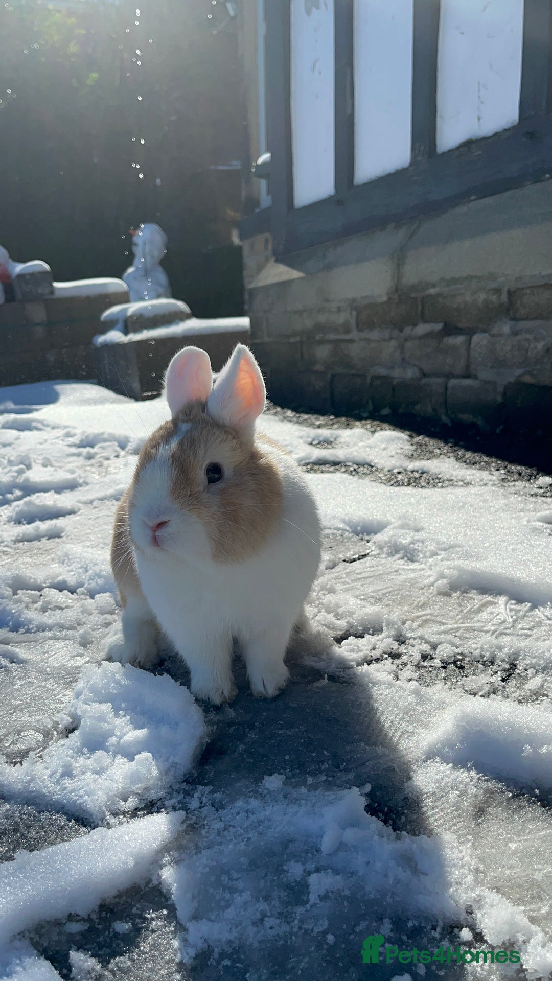 Netherland Dwarf rabbits for sale: Nertherland Dwarf/Dutch Rabbit - Read Description  - Image 2
