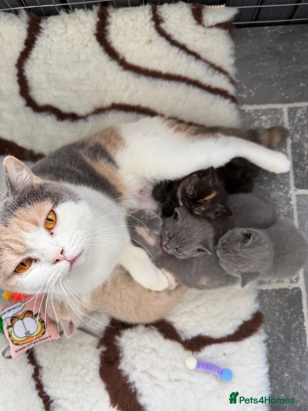 British Shorthair cats for sale: British shorthair Kitten  - Advert 1