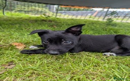 Border Collie dogs for sale: Border Collie puppies  - Image 8