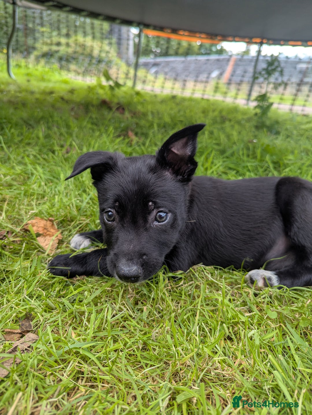 Border Collie dogs for sale: Border Collie puppies  - Image 8