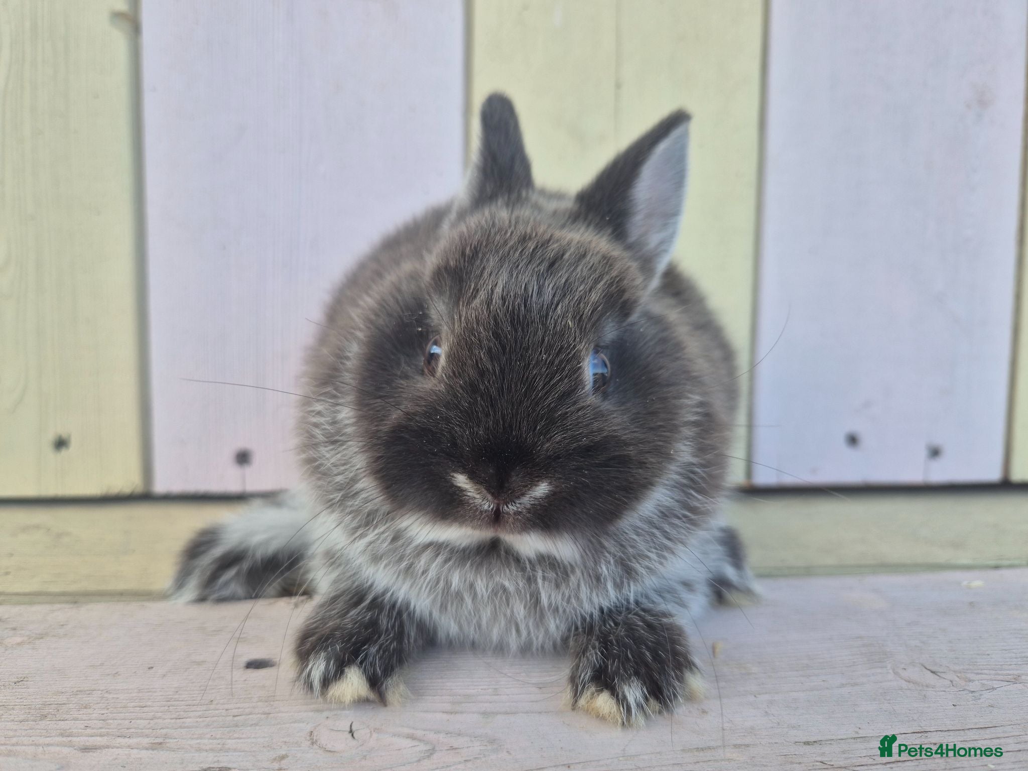 Netherland Dwarf rabbits 💜 PRETTIEST COLOURED NETHERLAND DWARF BABIES 💜 - Advert 2