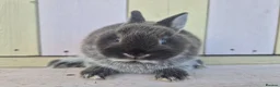 Netherland Dwarf rabbits for sale: 💜 PRETTIEST COLOURED NETHERLAND DWARF BABIES 💜 - Advert 27