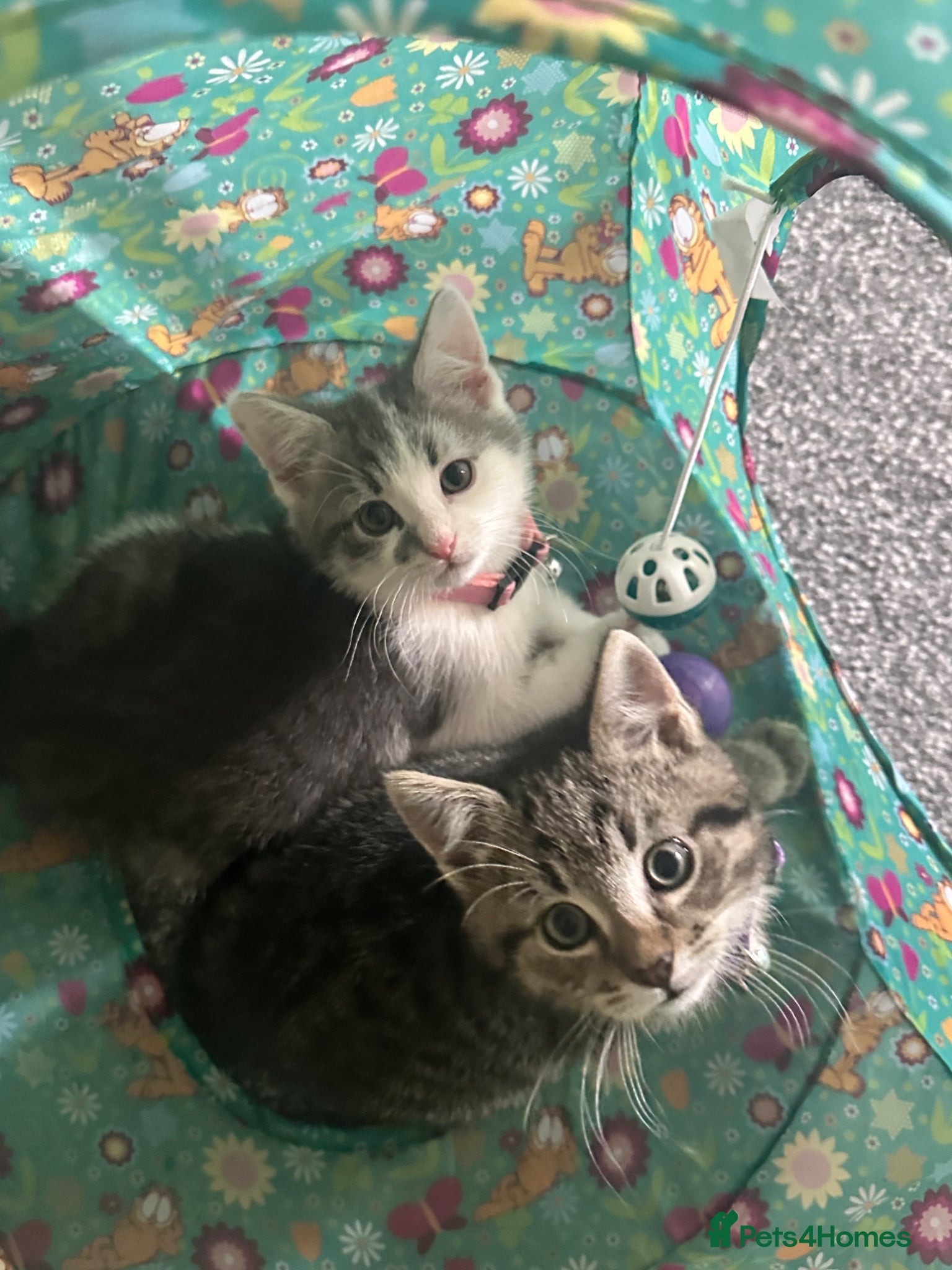 Mixed Breed cats for sale: Two gorgeous kittens for sale  in Wisbech - Advert 5
