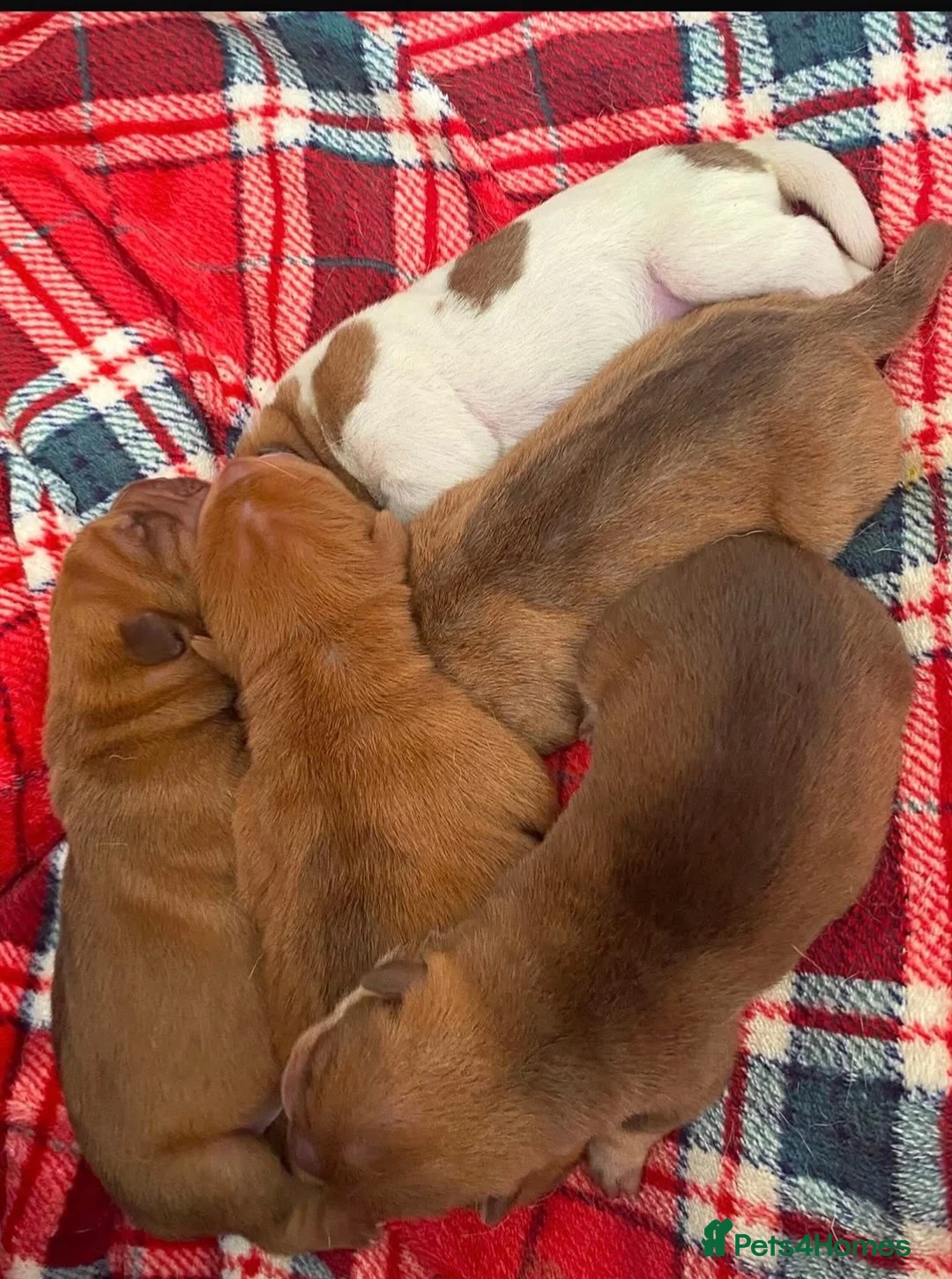 Shar Pei dogs for sale: Beautiful KC Registered Shar Pei Puppies in Cramlington - Advert 2