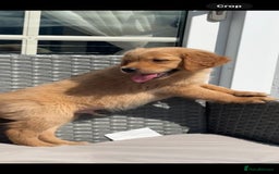 Golden Retriever dogs for sale: Golden Retriever Puppys - Image 6