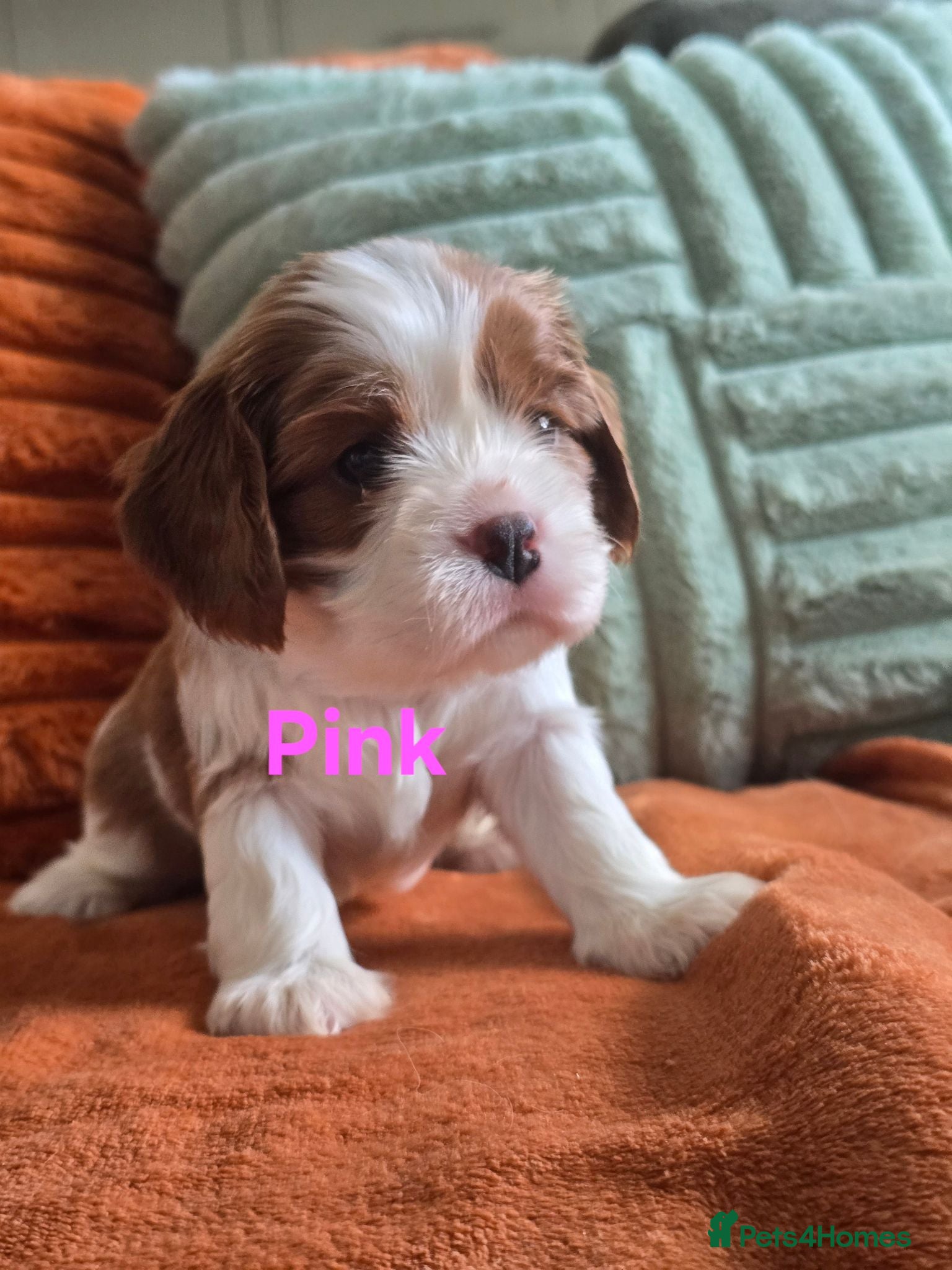 Cavalier King Charles Spaniel dogs KC Registered Cavalier King Charles Puppies - Advert 2