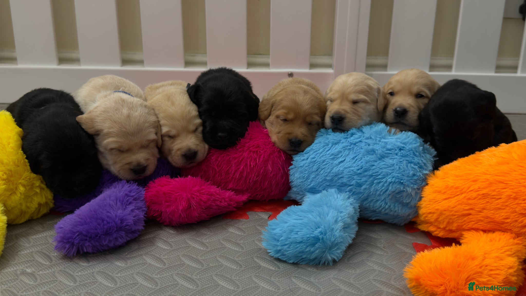 Goldador dogs Beautiful Goldador Puppies - Advert 13