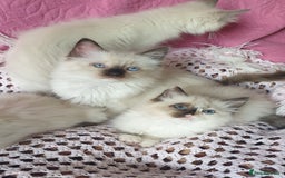 Ragdoll cats for sale: 💗Beautiful GCCF Registered Ragdoll Kittens. - Image 5