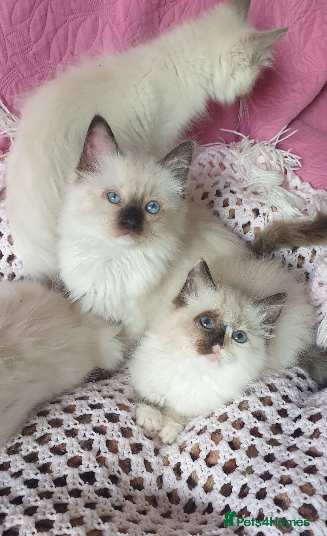 Ragdoll cats for sale: 💗Beautiful GCCF Registered Ragdoll Kittens. - Image 5
