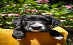 Mixed Breed dogs for sale: 3 x Border collie cross retriever pups - Image 1