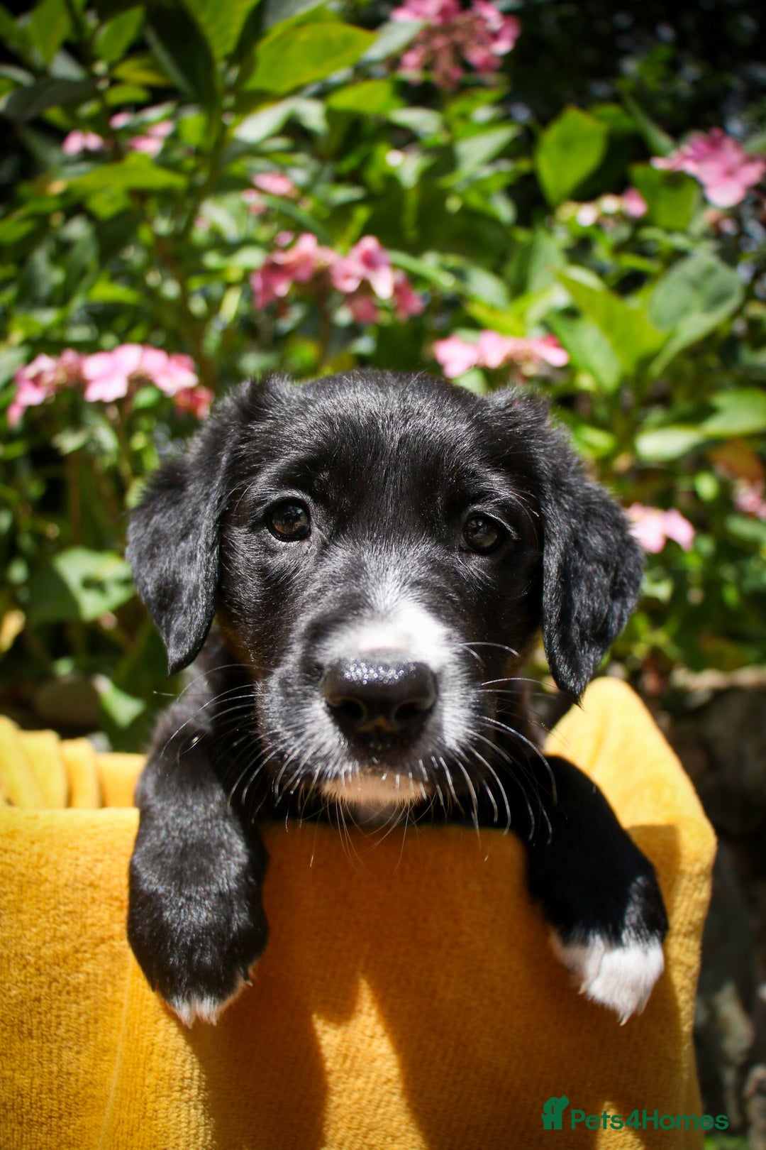 Mixed Breed dogs for sale: 3 x Border collie cross retriever pups - Image 1