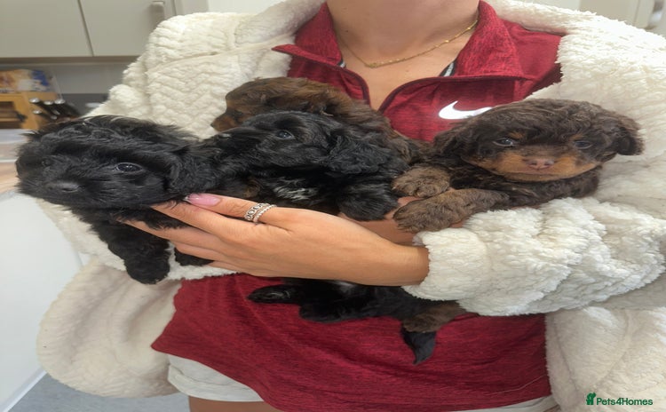 Mixed Breed dogs - Advert 1