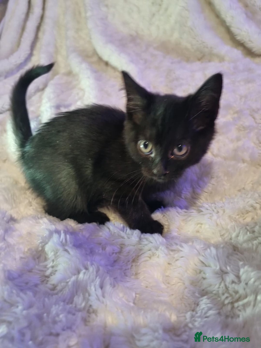 Lykoi cats for sale: Lykoi British short-haired kittens - Advert 16
