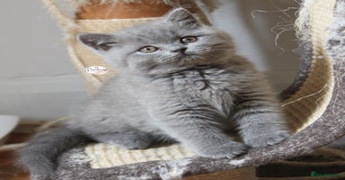 British Shorthair cats - Advert 7