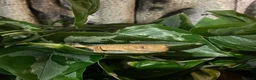 Gecko reptiles for sale: Young Crested Gecko plus Vivarium - Advert 1
