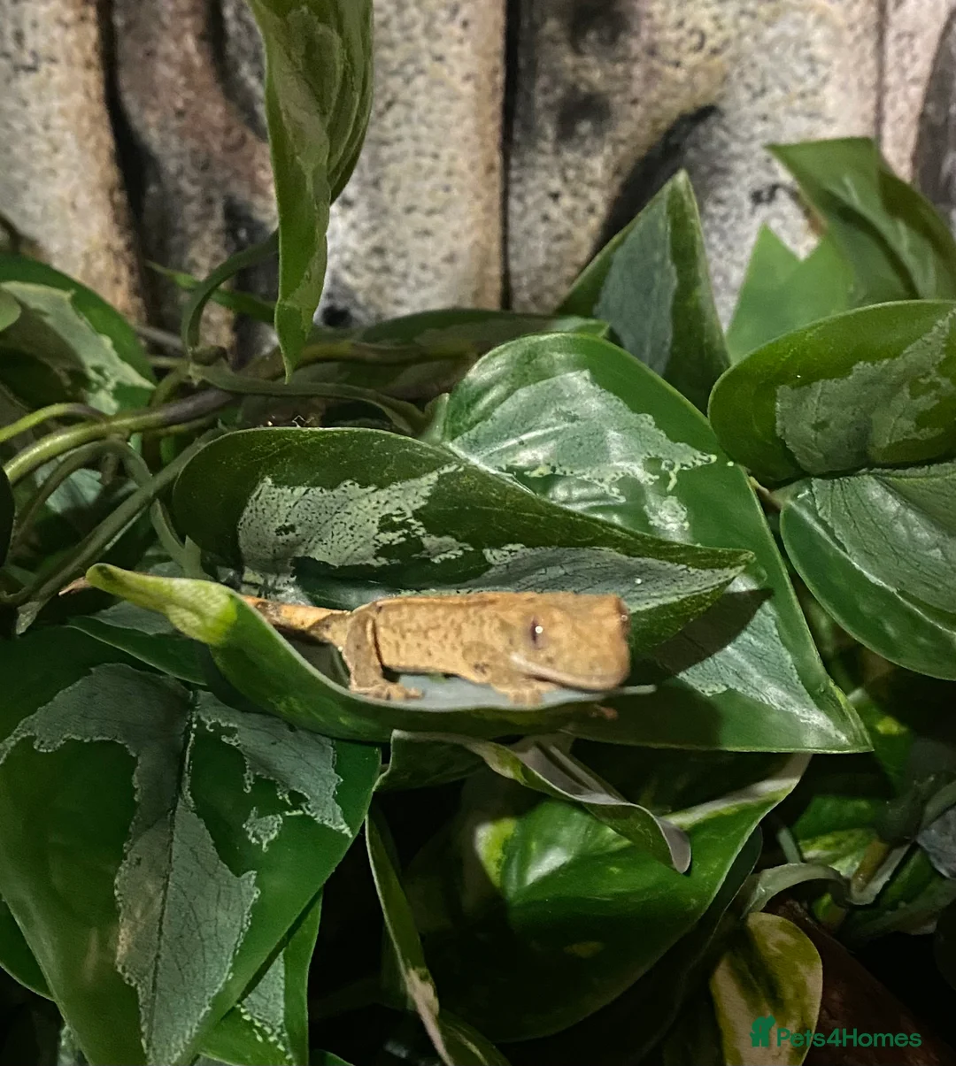 Gecko reptiles for sale: Young Crested Gecko plus Vivarium - Advert 1