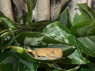 Gecko reptiles Young Crested Gecko plus Vivarium - Advert 14