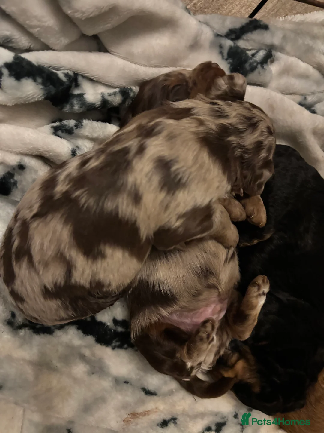Cockapoo dogs for sale: F1B Pups - Advert 12