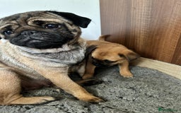 Mixed Breed dogs for sale: Pug Puppy  - Image 11