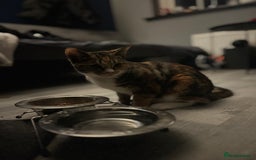 Abyssinian cats for sale: Need gone asap honest ad no time wasters  - Image 1