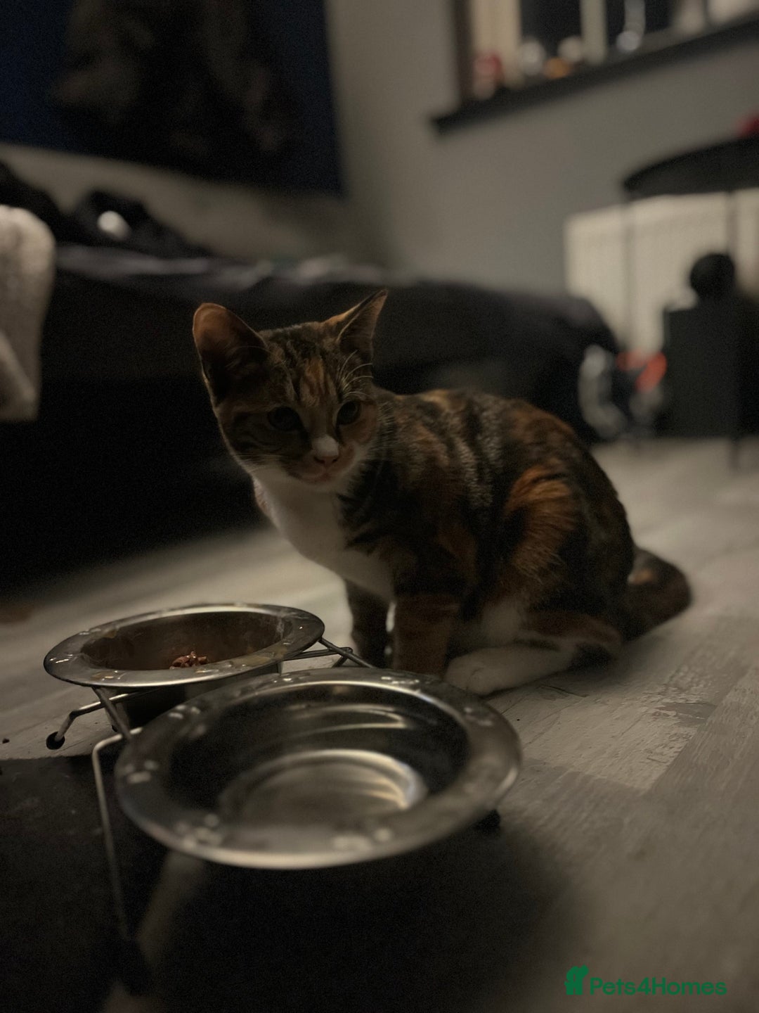 Abyssinian cats for sale: Need gone asap honest ad no time wasters  - Image 1
