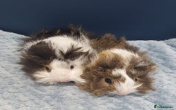 Guinea Pig rodents for sale: Absolutely Stunning Baby Boars  - Image 2