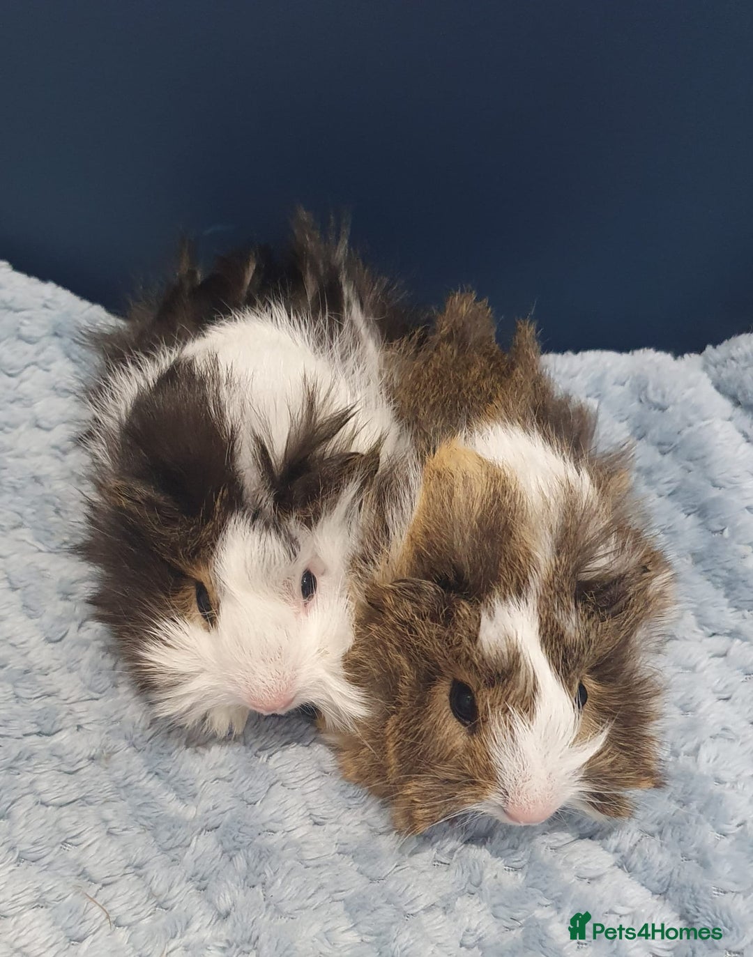 Guinea Pig rodents for sale: Absolutely Stunning Baby Boars  - Image 2