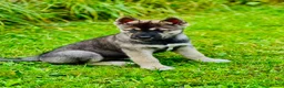 Mixed Breed dogs for sale: 2 Malamute cross akita age 4 nearly 5 - Advert 6