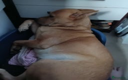 Mixed Breed dogs for sale: Female chow x lab - Image 5