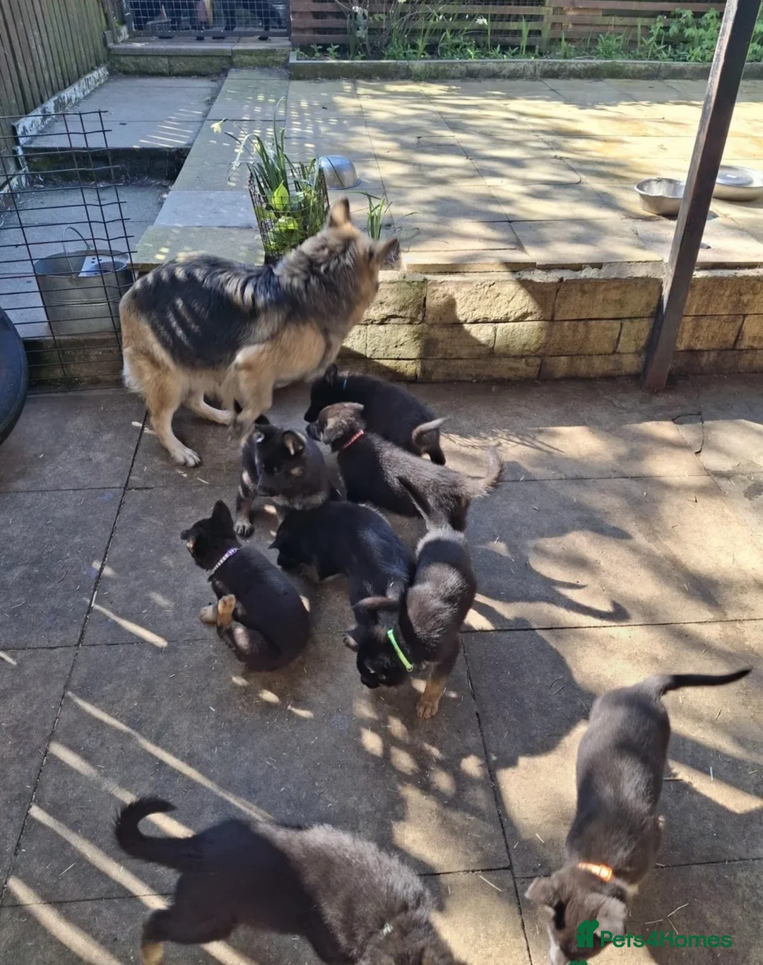 German Shepherd dogs for sale: German Shepard puppy 8 week old - Advert 9