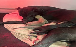 Lurcher dogs for sale: Working Lurcher  - Advert 2