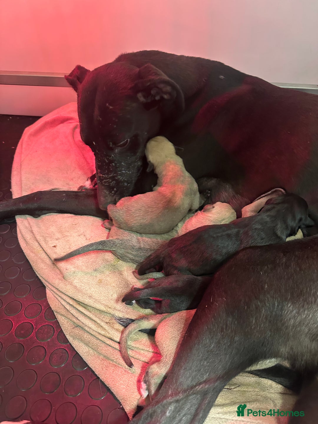 Lurcher dogs for sale: Working Lurcher  - Advert 2