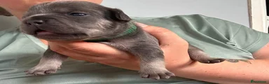 French Bulldog 3