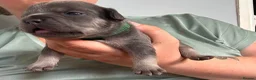 French Bulldog dogs for sale: 8 newborn frenchies  - Advert 9