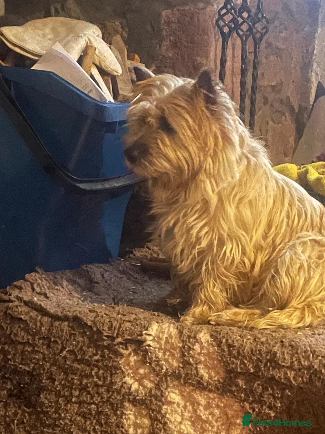 Cairn Terrier dogs for sale: Cairn Terrier Pups - Advert 4