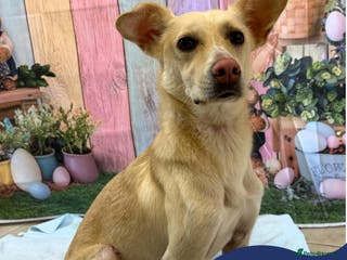 Mixed Breed dogs Meet Frankie, currently residing in Peterborough in Nantwich - Advert 20