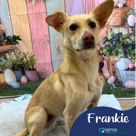Mixed Breed dogs Meet Frankie, currently residing in Peterborough in Nantwich - Advert 16